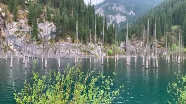 Kaindy Gölü Kazakistan Almaty Ladin Ormanını Batırdı Mavi Göl Kolsai — Stok video
