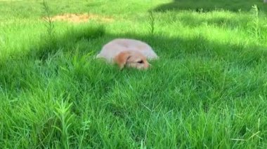 Tatlı Golden Retriever köpek yavrusu çimlerin üzerinde uzanıyor ve oynuyor. 3 aylık köpek..