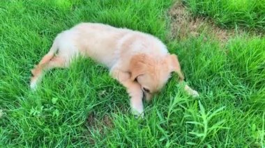 .Tatlı Golden Retriever köpek yavrusu çimlerin üzerinde uzanıyor ve oynuyor. 3 aylık köpek..