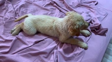 Pembe çarşafların üzerinde yatan sevimli Golden Retriever köpeği. Esniyorum altın rengi 3 aylık köpek.