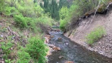 Kazakistan, Almaty 'deki Kaindy Gölü' ne giden nehir ladin ormanını batırdı. Mavi göl Kolsai doğal parkının dağlarının ortasında..