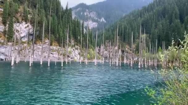 Lago Kaindy Bosque Abeto Hundido Kazajstán Almaty Lago Azul Encuentra — Vídeos de Stock
