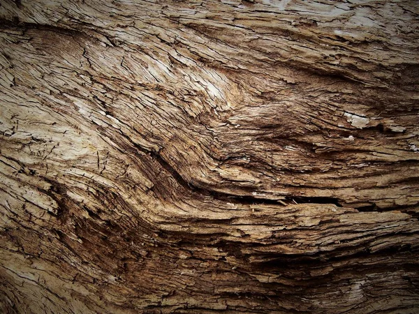 Texture Broken Old Tree Close — Stock Photo, Image