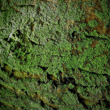 Ağaç kabuğunda yeşil yosun, yakın plan.