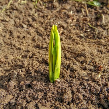 Bir bahar çiçeğinin filizlenmesi bahar yatağında Narcissus