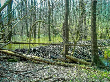 Bahar mevsiminde kunduz barajı Yaprak döken orman, orman deresi üzerindeki baraj