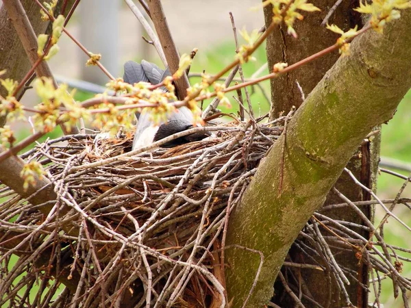 Gray Crow Sits Nest Incubates Eggs Branches Tree Springtime — Stock Photo, Image