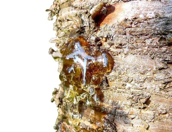 Tree Resin Bark Cherry Tree Isolated White Background — Stock Photo, Image