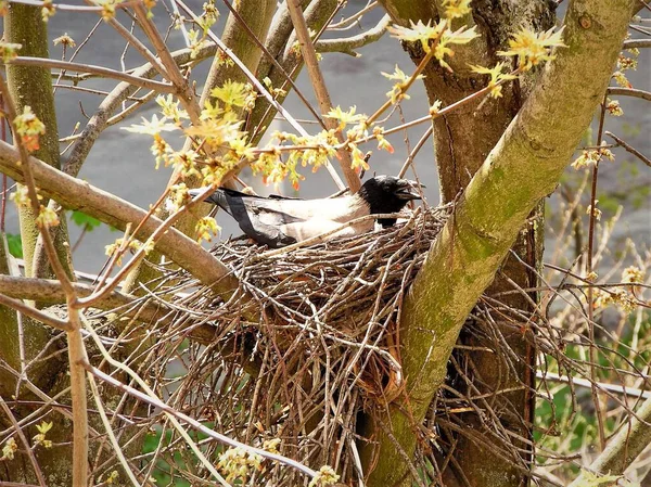 The gray crow sits in a nest, incubates eggs among the branches of a tree in springtime