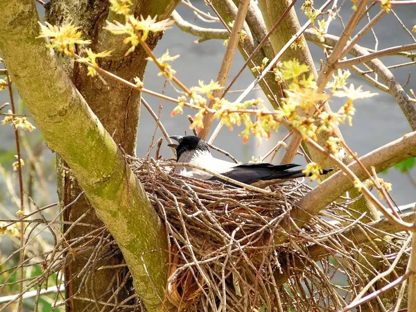 The gray crow sits in a nest, incubates eggs among the branches of a tree in springtime
