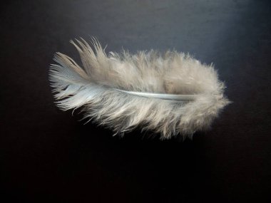 Siyah arkaplanda beyaz tüy