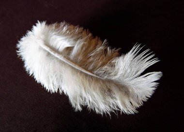 Siyah arkaplanda beyaz tüy