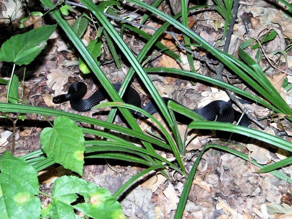 Черная Большая Гадюка Среди Лесной Зелени — стоковое фото