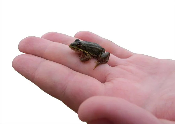在孤立的白色背景上的儿童手掌上的小青蛙 — 图库照片