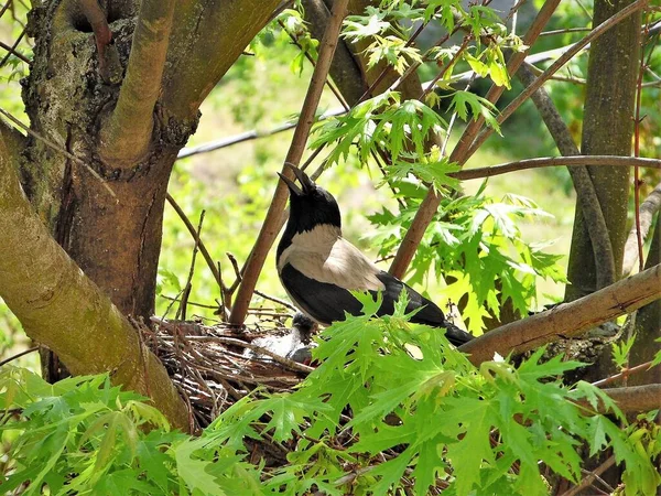 Corbeau Capuchon Nourrit Trois Poussins Dans Nid Arbre — Photo