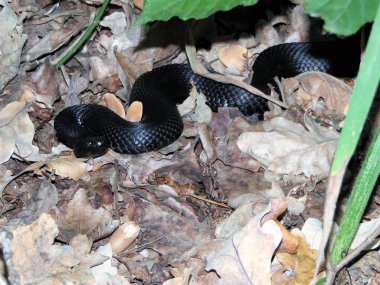 Orman yeşillikleri arasında siyah bir engerek.