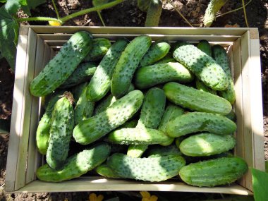 freshly picked cucumbers in a box against the background of cucumber tops clipart