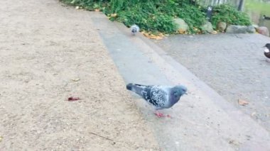 Danimarka 'nın Kopenhag şehrinde Ocak ayı boyunca Bulutlu, Yağmurlu bir günde Güvercin Zıplıyor. Ördekler ve göller arka planda görülebilir..