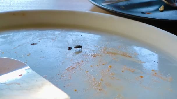 Большая Черная Муха Ест Пустую Тарелку Пиццы Ресторане Конце Ужина — стоковое видео