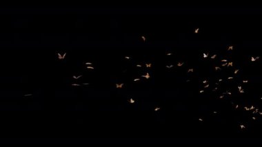 Alfabe Kanallı Kelebek Güveleri Elementi