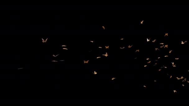 Butterfly Moths Element Alphac Channel — Stock Video