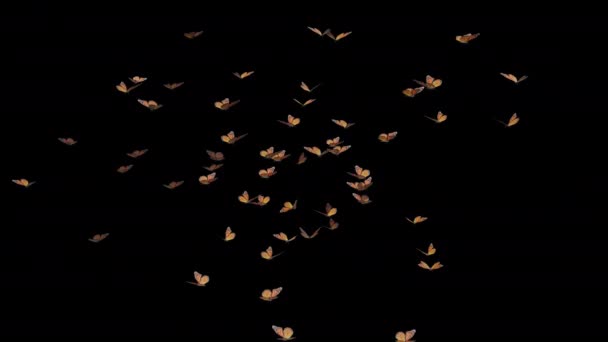 Motyl Moths Element Kanałem Alfa — Wideo stockowe
