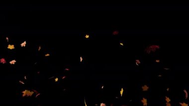 Akçaağaç Alfa Kanalında Yüzüyor