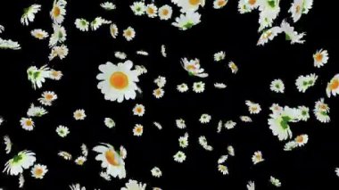 Alfa Kanallı Çiçek Patlaması Elementi