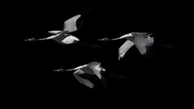 Vinç Kuşu Alfa Kanalı ile