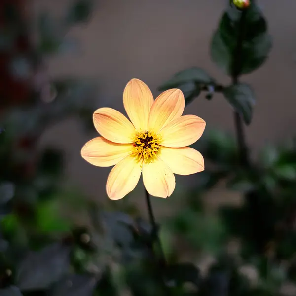 Sarı Dahlia coccinea, Asteraceae familyasından bir kuş türü.