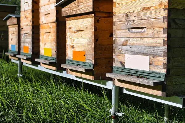 stock image Bee hives near a Buddhist monastery. Bees flying in and out High quality photo