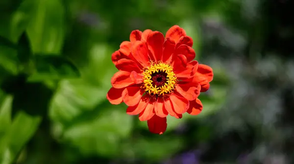 Kırmızı zinnia elegans ve bulanık bir arka plan. Yüksek kalite fotoğraf