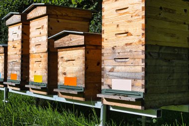 Budist manastırının yakınında arı kovanları var. Arılar girip çıkıyorlar. Yüksek kaliteli fotoğraf.