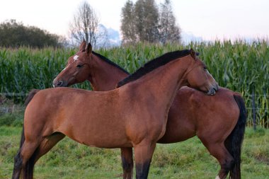  Gün batımında vurulan iki atın yüksek kaliteli fotoğrafı..