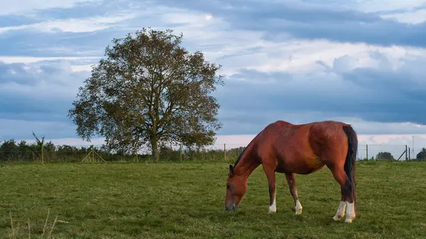  Freiberger Horse 'un günbatımında çekilmiş yüksek kaliteli fotoğrafı..