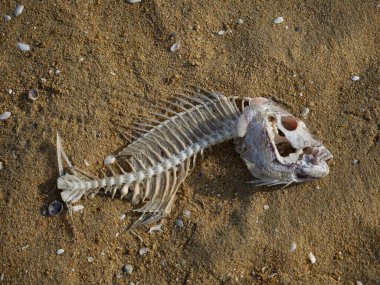 Incomplete decomposed fish bone carcass skeleton washed up ashore on sand beach in Abel Tasman National Park South Island New Zealand