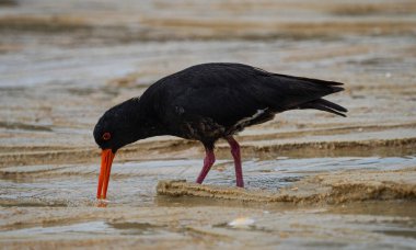 Foraging black variable oystercatcher bird walking on low tide sand bank beach in Abel Tasman National Park South Island New Zealand