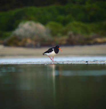 Low angle shot of black and white South Island pied oystercatcher walking along river water in Abel Tasman National Park New Zealand