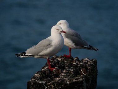 Close up portrait of white and gray red billed gull tarapunga birds sitting on wooden beam log in Aramoana Dunedin Otago South Island New Zealand