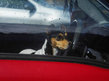 Ratonero Bodeguero Andaluz terrier dog sitting on passenger seat behind red car window with rain drops looking outside patiently waiting for owner in New Zealand
