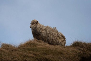 Close up of unshorn sheep with long wool standing in high grass resisting strong wind forces of nature at Bell Rock Tutira Napier New Zealand