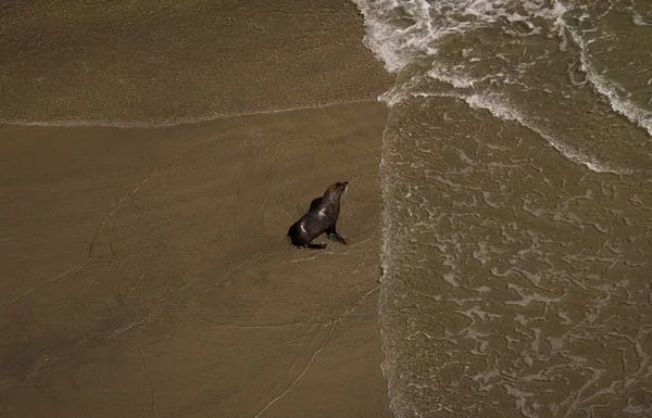 Neuseeland Pelzrobbe Seelöwe Sitzt Flachem Wasser Mit Wellen Und Weißem — Stockfoto