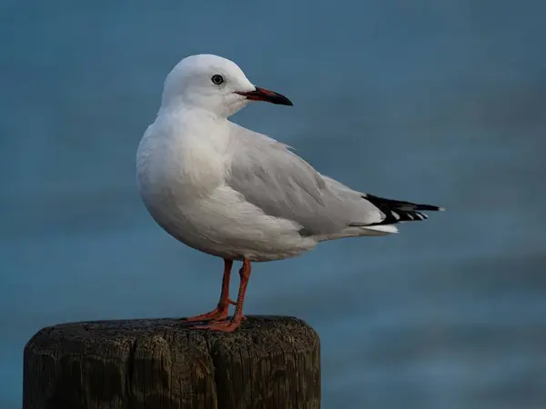 Stock image Detailed closeup shot of red-billed gull marine animal Chroicocephalus novaehollandiae scopulinus sitting on wooden post with blurred background, Cromwell Central Otago South Island New Zealand