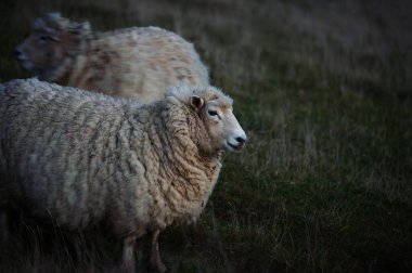 Papatowai Catlins Clutha Otago Güney Adası Yeni Zelanda yakınlarındaki Florence HIll Gözcüleri 'nin yeşil çayır tarlalarında duran kısalt olmayan bir koyunun detaylı portresi.