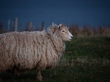 Papatowai Catlins Clutha Otago South Island Yeni Zelanda yakınlarındaki Florence HIll Gözcüleri 'nin yeşil çayır tarlalarında duran kısıntısız tek bir koyunun detaylı portresi.