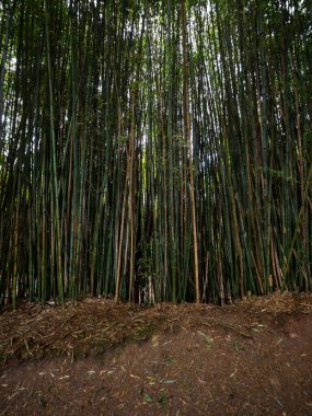 Hamilton Gardens Waikato Kuzey Adası Yeni Zelanda 'daki Çin âlimleri bahçesinde uzun yeşil bambu ağaçları ormanı.