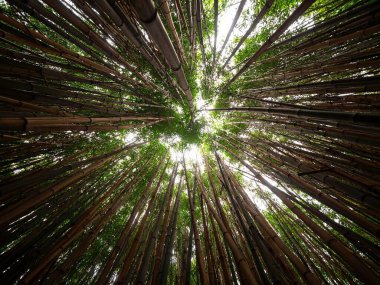 Hamilton Gardens Waikato Kuzey Adası Yeni Zelanda 'daki Çin âlimleri bahçesinde uzun yeşil bambu ağaçları ormanı.
