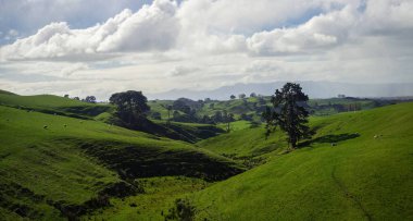 Tipik Yeni Zelanda doğa manzarası, yeşil kayan tepeler Hobbiton Matamata Waikato Kuzey Zelanda yakınlarında otlayan koyunlu çayır.