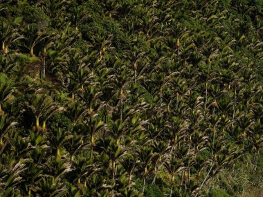 Bitmek bilmeyen yeşil Nikau palmiye ağacı Heaphy Pisti yakınlarındaki Rhopalostylis sapida ormanı Yeni Zelanda 'nın güney kıyısı