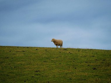 Otago Güney Adası Yeni Zelanda 'da, bulutlu mavi arkaplan ve tipik doğa manzarasına sahip yeşil çayır çayır çiftlik tepesinde tek başına duran yalnız bir koyun.